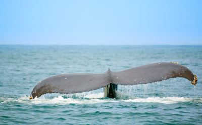 Cabo San Lucas whale watching