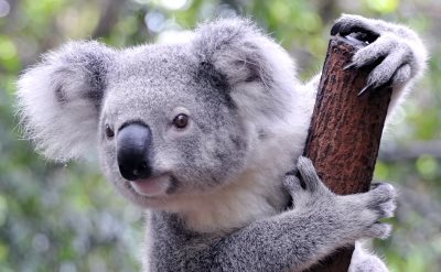 cruise to Australia koala